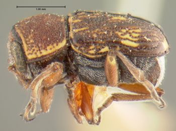 Media type: image;   Entomology 24917 Aspect: habitus lateral view